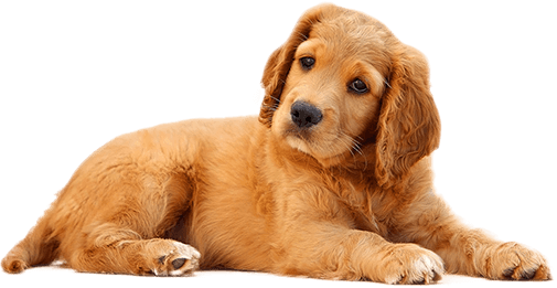 pet